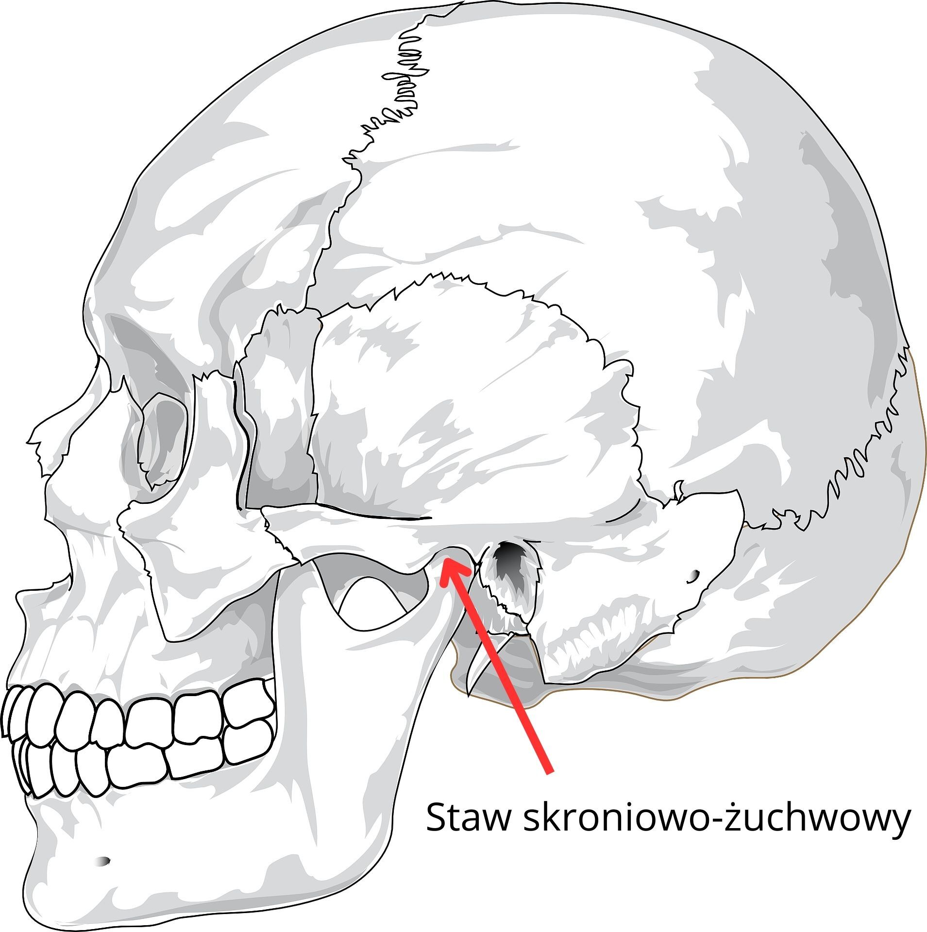 Staw skroniowo-żuchwowy czaszka Fizjoterapia stomatologiczna, bóle twarzy, ból zębów, bruksizm